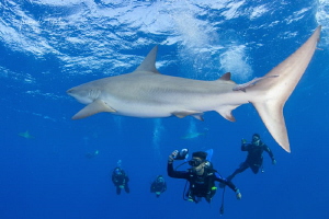 Shark with Divers, Gardens of the Queen Cuba by Alejandro Topete 